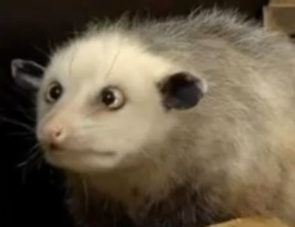 其他/附件/个人网站/打卡/英语学习/Coach Shane - Daily Dictation/听力 11【2025-12-20】_DD20_DD21/jpeg-2025_12_20 1.jpeg276x212